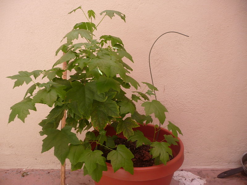 File:AprilSweetGum.JPG