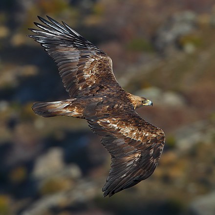 In Spain, golden eagles such as this one in the Province of Ávila are sedentary.