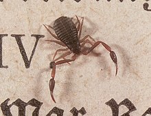 A book scorpion (Chelifer cancroides) on top of an open book Ar 1.jpg