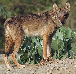 <span class="mw-page-title-main">Arabian wolf</span> Subspecies of the gray wolf