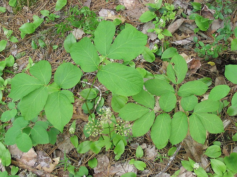 Женьшень аралия. Aralia nudicaulis. Аралия Сахалинская растение. Аралия растение на Сахалине. Ростки аралии.