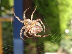 The diffraction pattern over the interferogram shown above, corresponding to N = 3 slits, was generated using a single spider silk fiber with a diameter of about 25 mm. Araneus diadematus underside 2.jpg