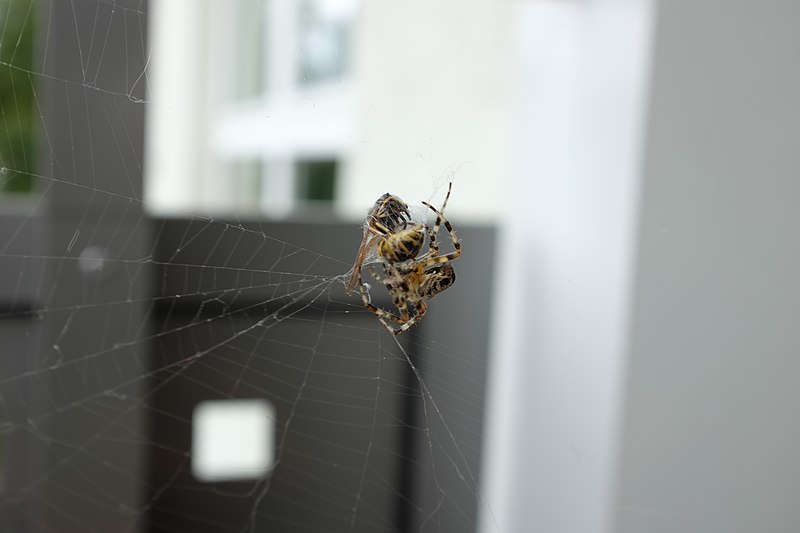 File:Araneus diadematus with Vespinae 02.JPG