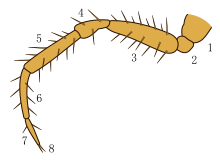 Image of a spider leg: 1-coxa; 2-trochanter; 3-femur; 4-patella; 5-tibia; 6-metatarsus; 7-tarsus; 8-claws Aranna pata.svg
