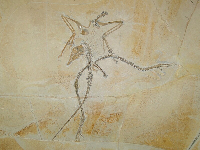 File:Archaeopteryx lithographica Thermopolis.jpg