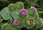 Arctium lappa (Große Klette) [D]