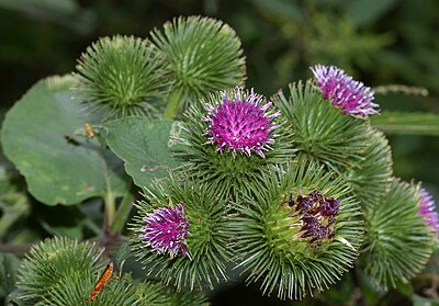 Какие растения растут в северной. Лопух Arctium Lappa. Плоды репейника. Репейник обыкновенный. Лопух (репейник) большой Arctium Lappa l.