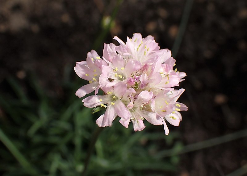 File:Armeria curvifolia kz04.jpg