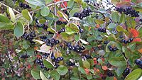 Фіолетова аронія ( Aronia prunifolia )