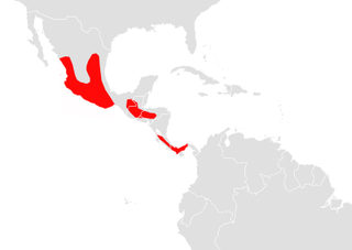 Aztec fruit-eating bat species of mammal