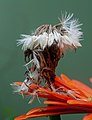 * Nomination Fruit of Asteraceae --Wouterhagens 07:35, 4 August 2019 (UTC) * Decline  Oppose Insufficient quality. Too noisy. --Tournasol7 16:59, 4 August 2019 (UTC)