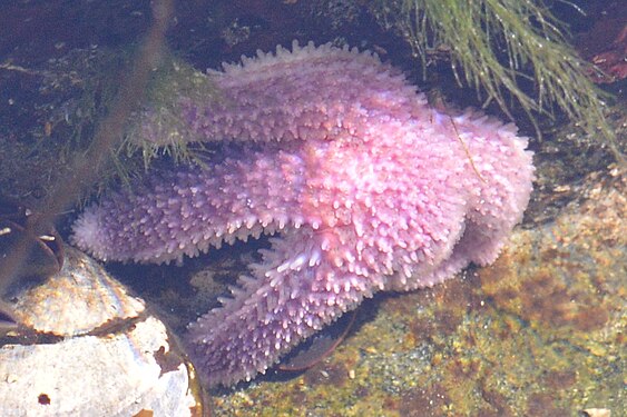 Sea Star (Asteroidea)