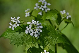 Blomsterstanden en klase, blomstene har fire hvite kronblader.