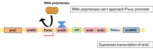 Autoregulation of araC expression Autoregulation of araC expression.png