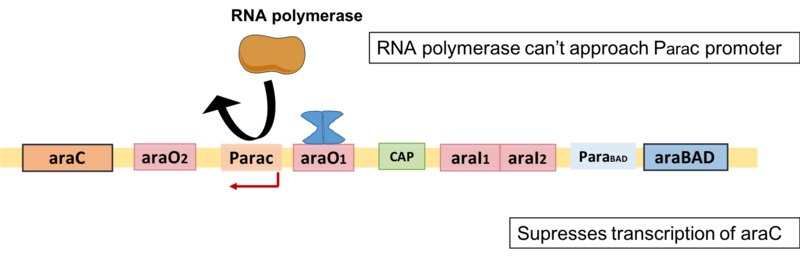 File:Autoregulation of araC expression.png