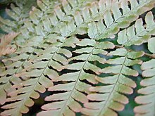 Closeup Autumn Brilliance Fern close-up.jpg