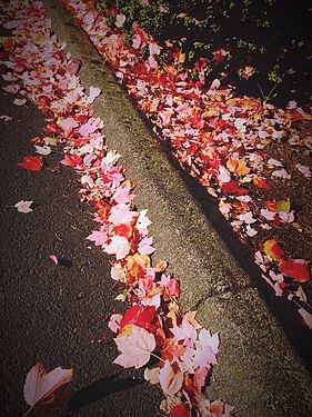 Autumn leaves in Washington state by Steven and Nadine Pavlov