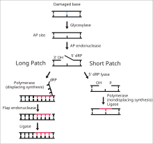 Two pathways for Base Excision Repair (BER) BER basic pathway.svg