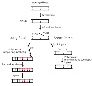 Base excision repair DNA repair process