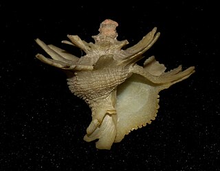 <i>Babelomurex latipinnatus</i> Species of gastropod