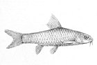 Enteromius nigeriensis