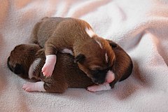 Image 52Newborn Basenji puppies (from Puppy)