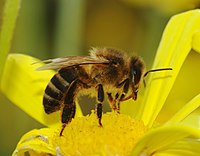 Apis melifera (Apidae) Honey bee