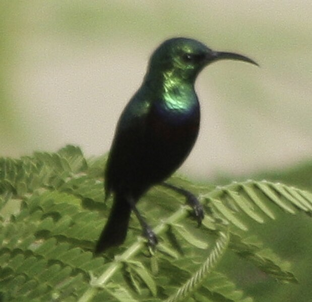 File:Beija - Flor Garganta Verde Africano (Chalcomitra rubescens).jpg