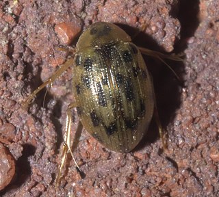 <i>Berosus pantherinus</i> Species of beetle