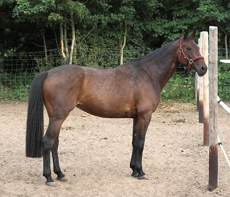 Cavallo Sella Italiano: origini, carattere e caratteristiche - Idee Green