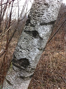 Betula populifolia- Gray Birch