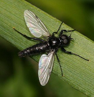 <i>Bibio leucopterus</i> Species of fly