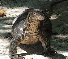 Varan malais, parc national de Koh Lanta, Thaïlande