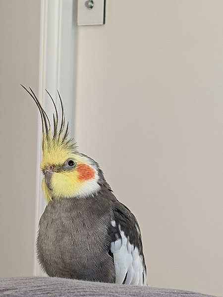 File:Bird-4years.jpg