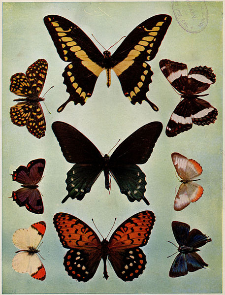 File:Birds Illustrated Butterflies 0403.jpg