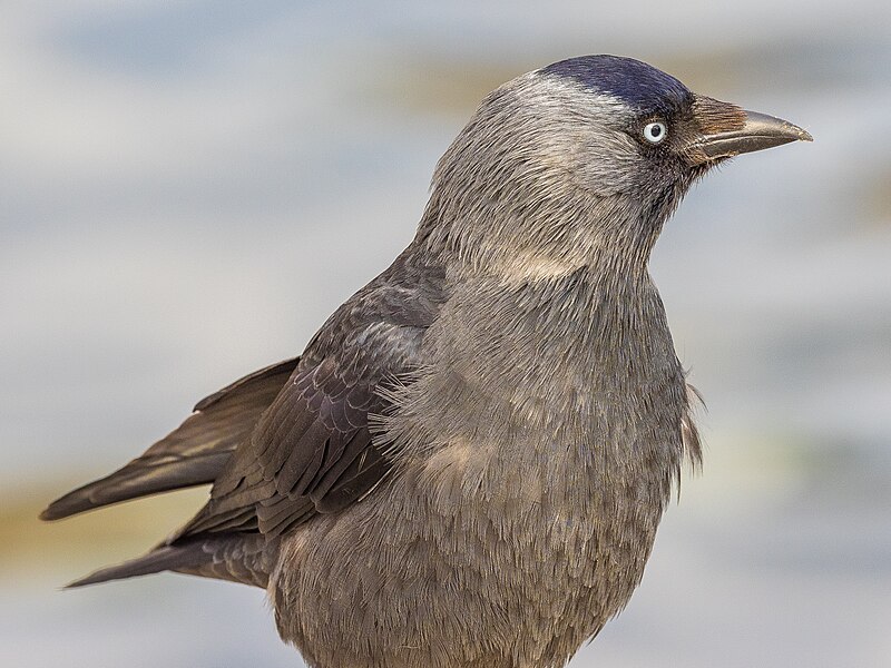 File:Birds of Sweden 2016 54.jpg