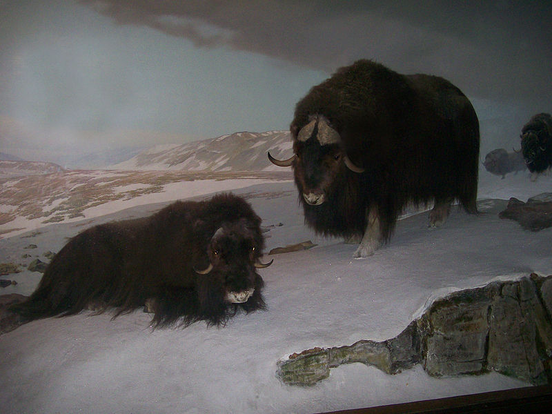 File:Bison~~11-29-09.JPG