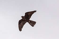 Black Falcon (Falco subniger) (8079589113).jpg