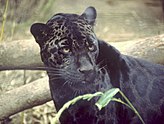 Black jaguar.jpg