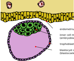 Blastocyst