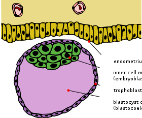 كيسة أريمية مع كتلة الخلايا الداخلية وأرومة مغذية.
