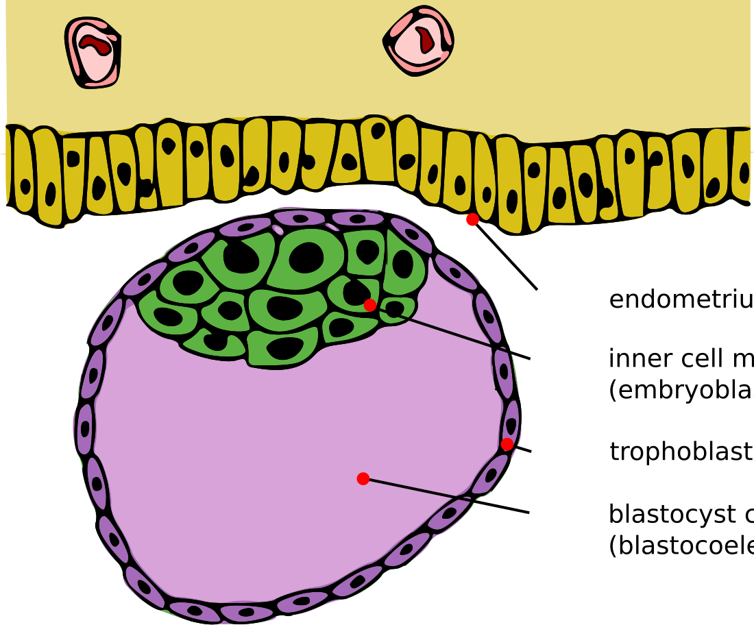 File:Blastocyst English.svg