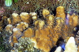 Blauw koraal (Heliopora coerulea)