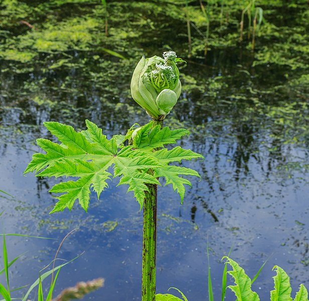 File:Bloemknop gewone berenklauw (Heracleum sphondylium). Locatie. Nationaal Park Lauwersmeer 02.jpg