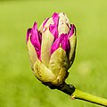 * Nomination Flower bud of a Rhododendron which is about to open. Focus stack of 17 photos. --Famberhorst 04:51, 3 June 2023 (UTC) * Promotion  Support Good quality --Llez 05:44, 3 June 2023 (UTC)