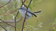 Thumbnail for File:Blue-gray Gnatcatcher (8663594625).jpg