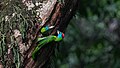 * Nomination Blue-throated Barbet Psilopogon asiaticus inside Ranibari Community forest. By User:Thcnepal --Biplab Anand 06:14, 23 September 2021 (UTC) * Promotion  Support Good quality. --Carsten Steger 06:27, 23 September 2021 (UTC)