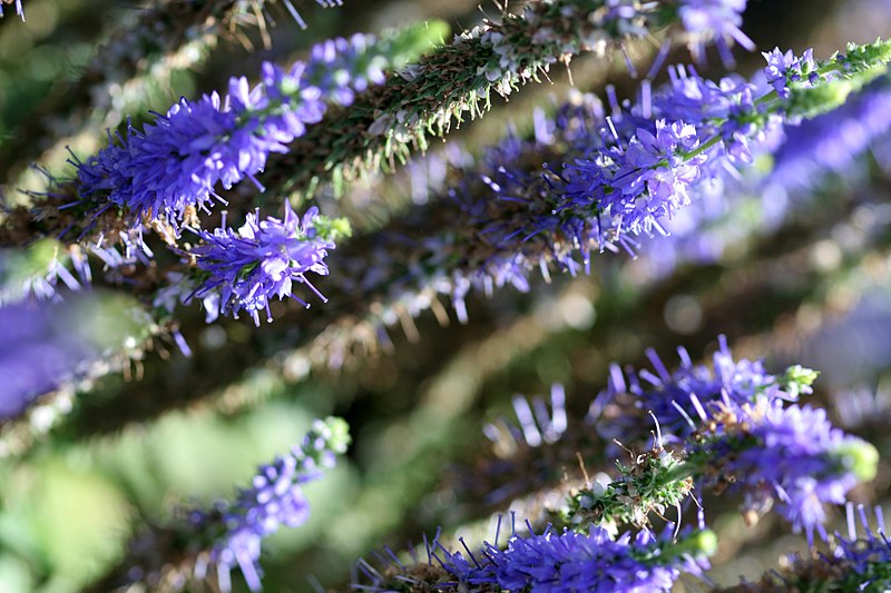 File:Blue Blooms (801795625).jpg