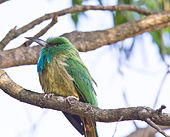 The feathers of the chin are long and sometimes raised up into a "beard". Blue bearded Bee eater.jpg