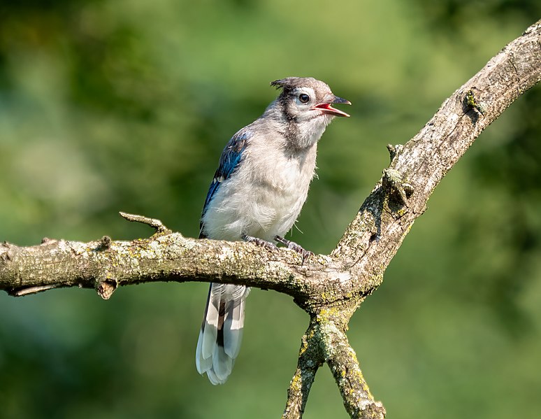 File:Blue jay fledgling (53513).jpg